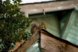 A photograph of a squirrel on top of a home. 