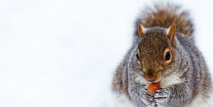 An image of a squirrel feeding. 