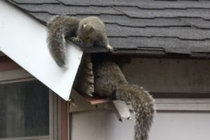 A photo a squirrels entering squeezing through gutters to enter a home. 