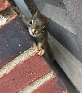 Baby Squirrels In The Attic | Platinum Squirrel Removal